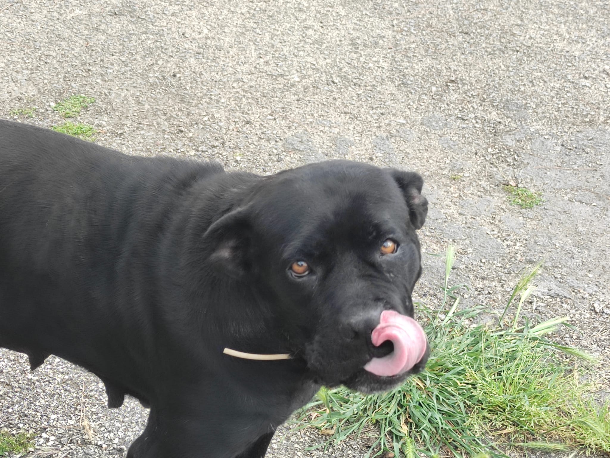 Kora