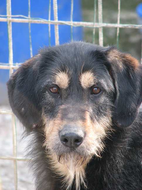 Tobia