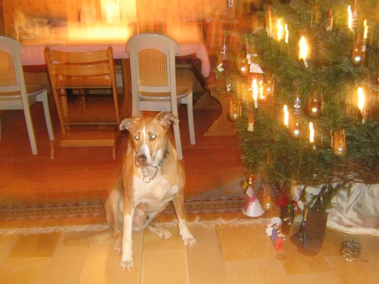 Sammy