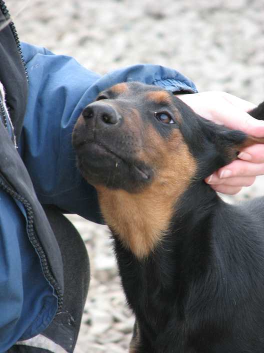 Nanni