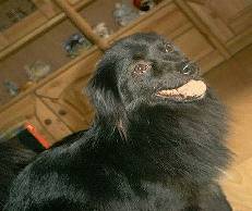 Zorro