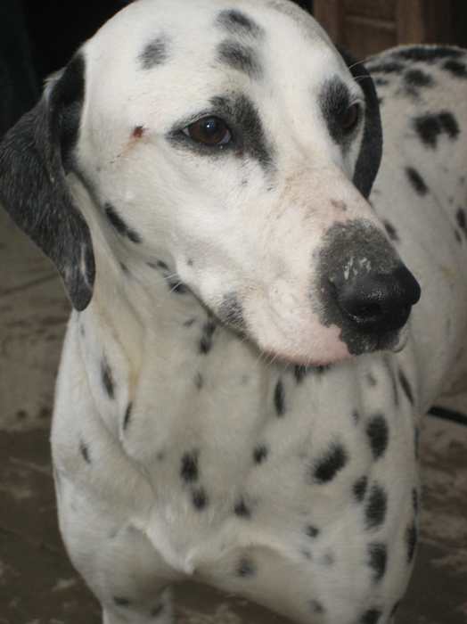 Rüdiger