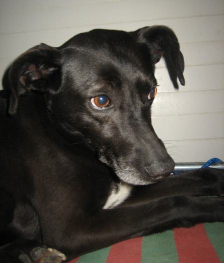 Stella