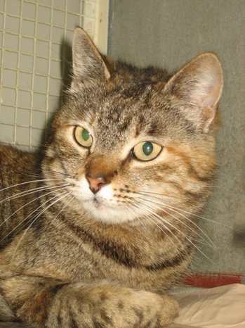 Tigra
