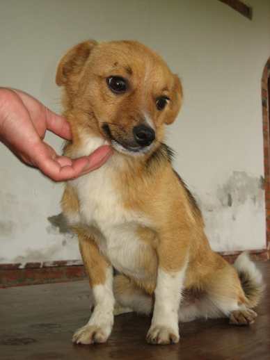 Olli