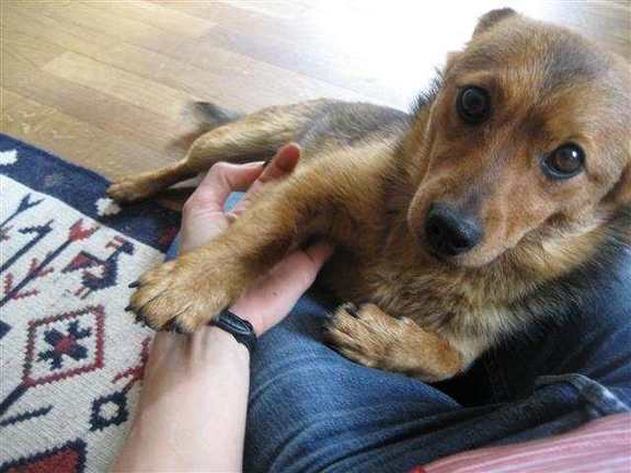 Benji