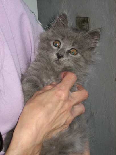 Frodo