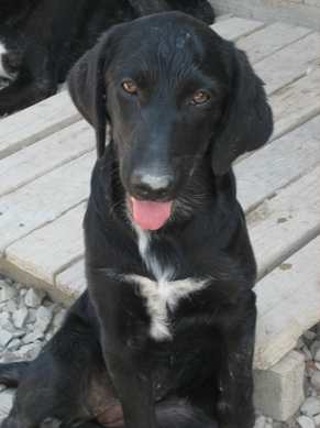 Perla