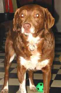 Daffy