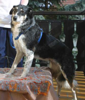 Cora