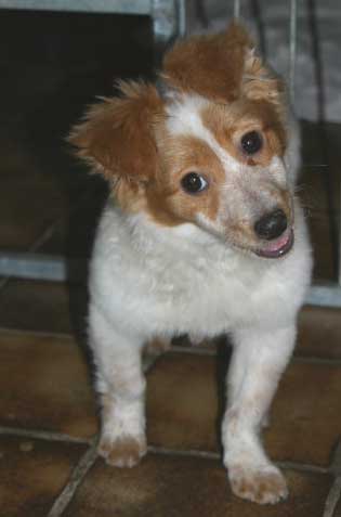 Birilla