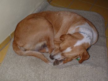 Lilli