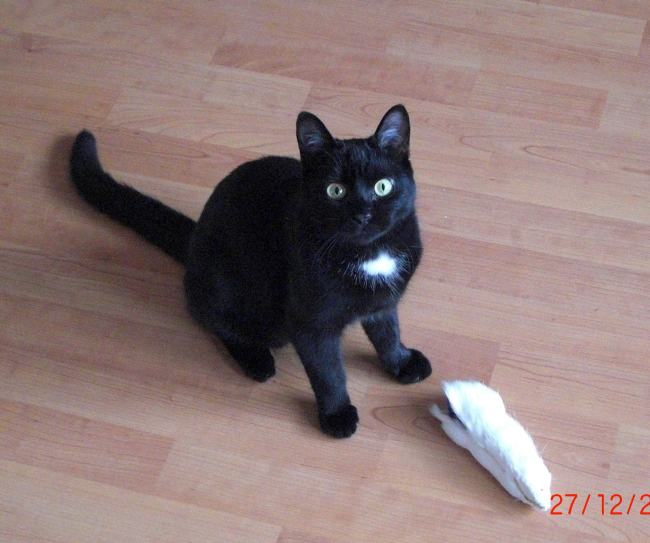 Manolo