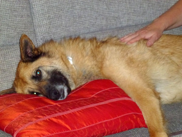 Rex