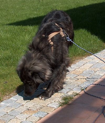 Mogli