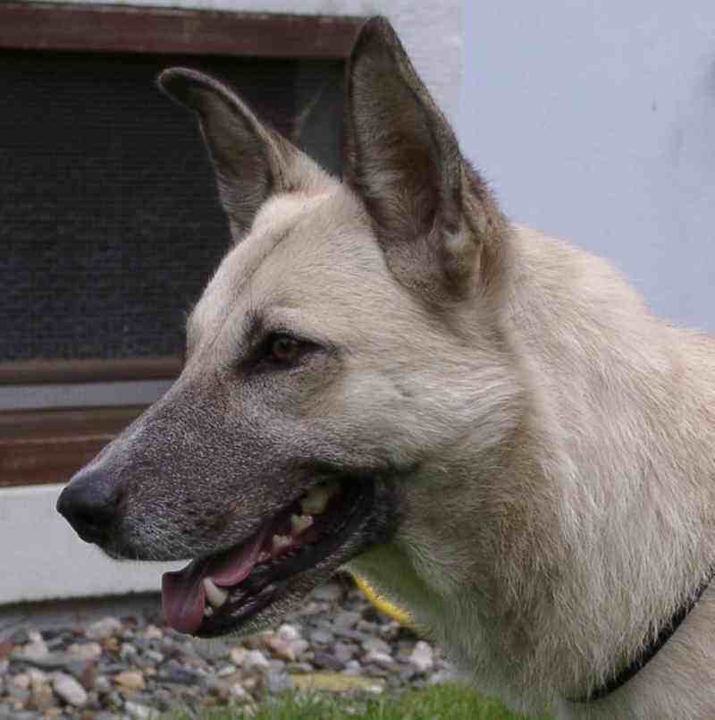 Maya