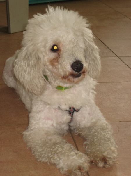 Daisy
