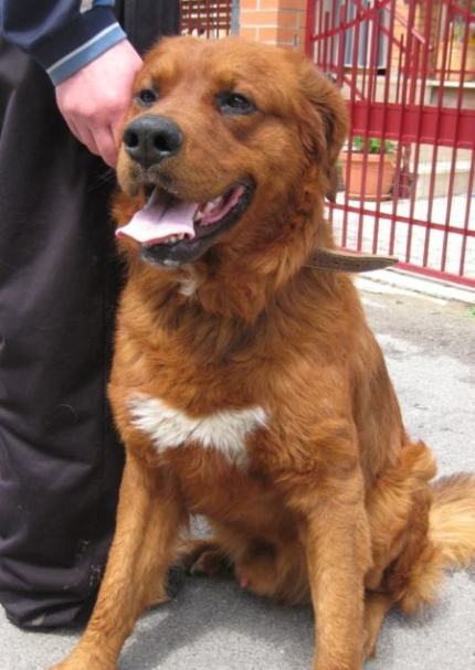 Aslan