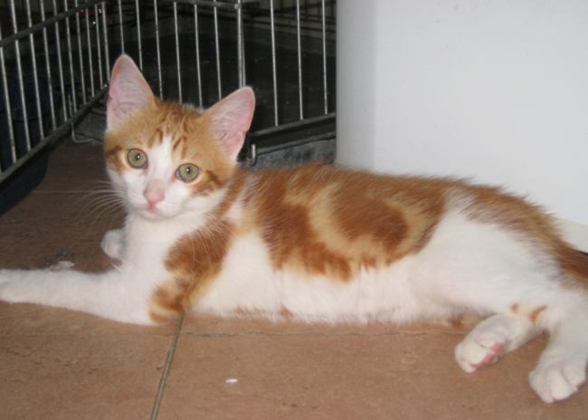 Giacomo