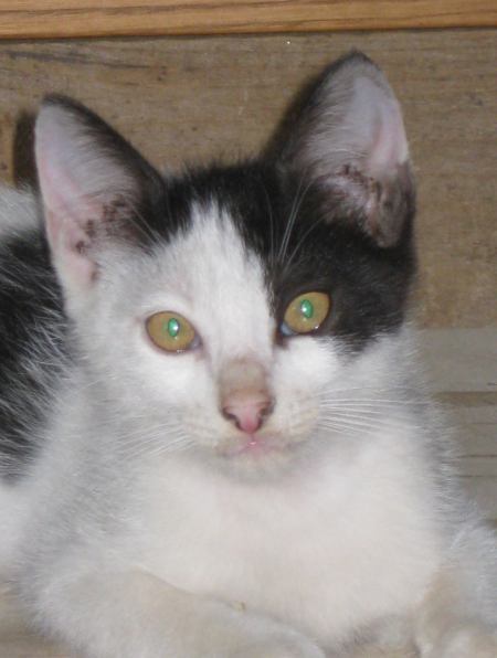 Pietro