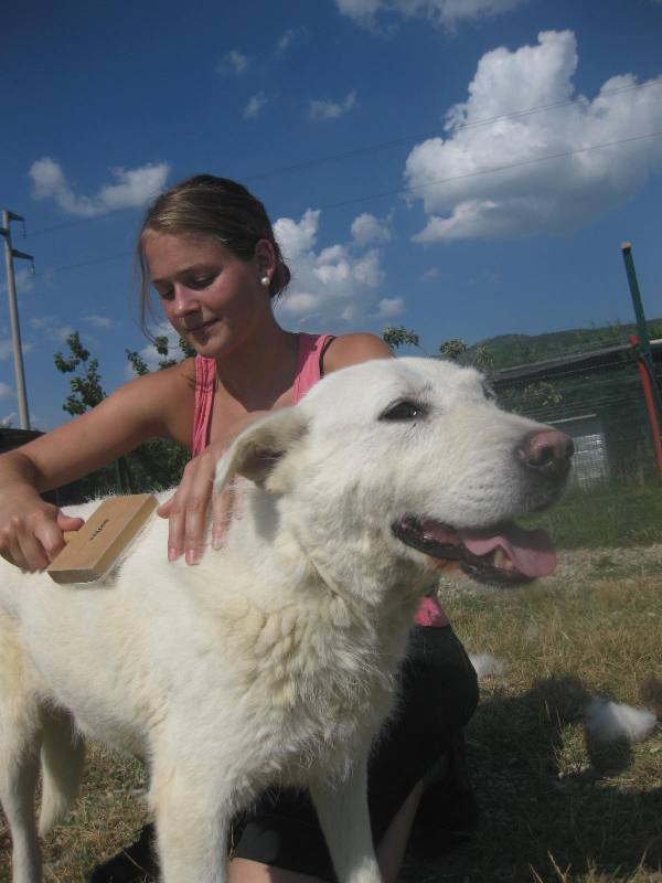 Tobia