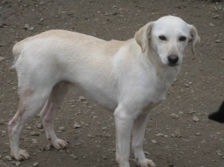 Perla
