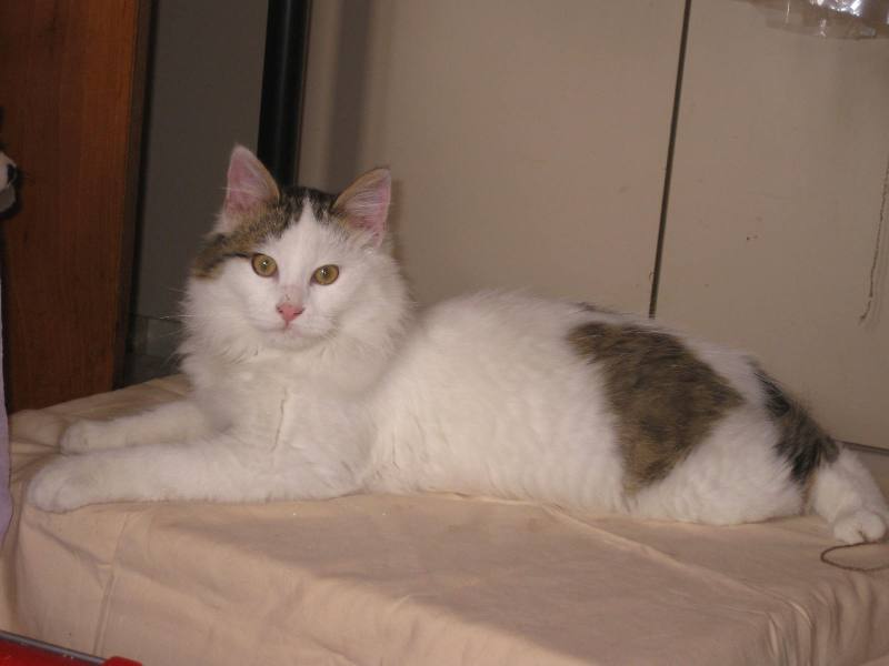 Sebastiano