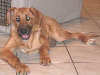 Ombra