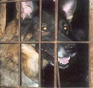 Schäferhund