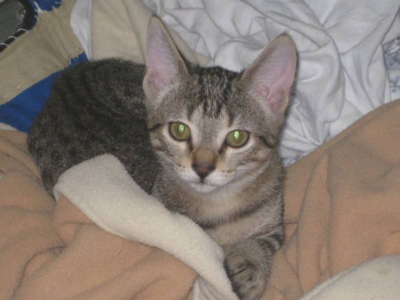 Mimi