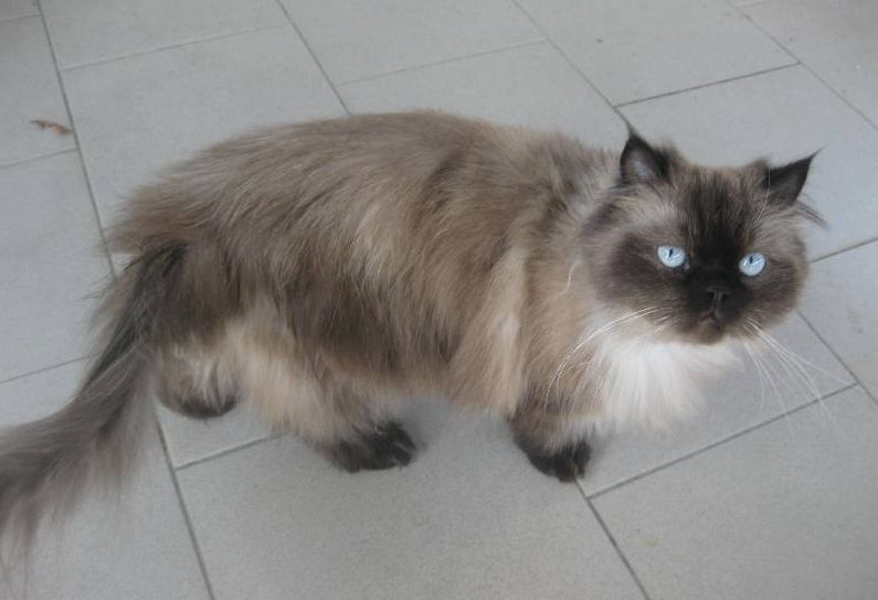 Max