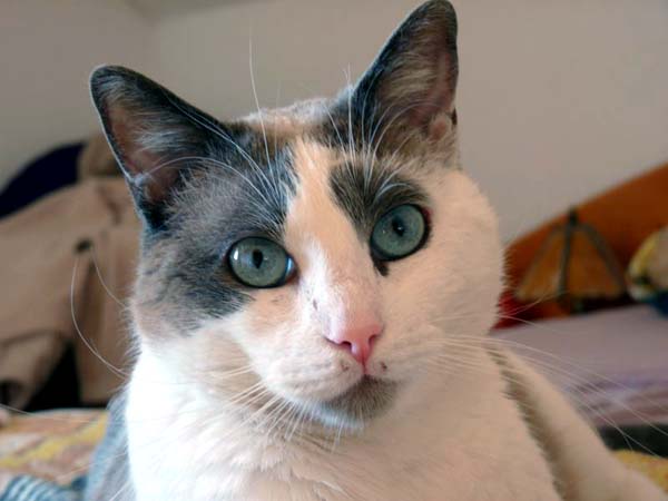 Ciccio