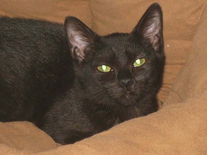 Tegolina