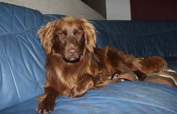Lina