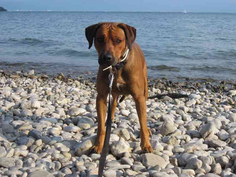 Rudi