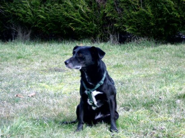 Azy