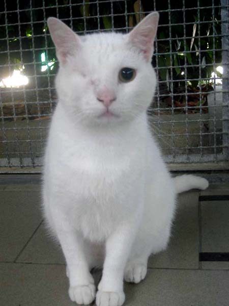 Bigio