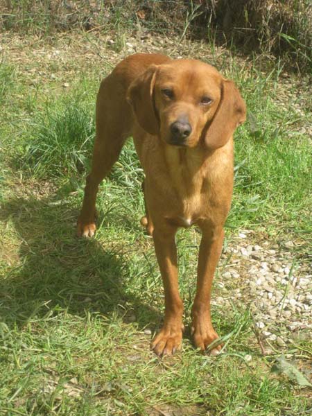 Piccio