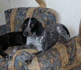 Clementina