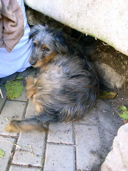 Fritz
