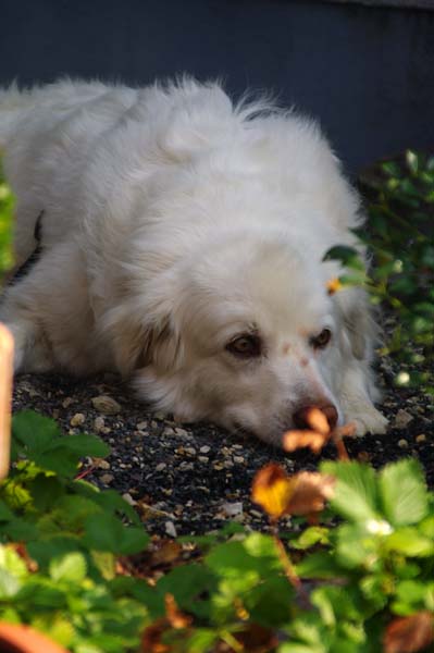 Lilla