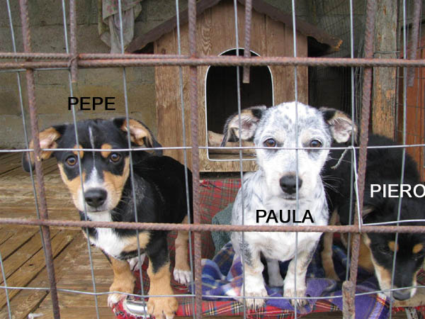 Pepe