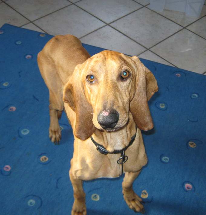 Alfonso