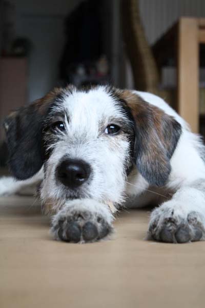 Guna