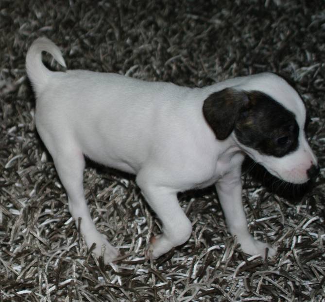 Syra