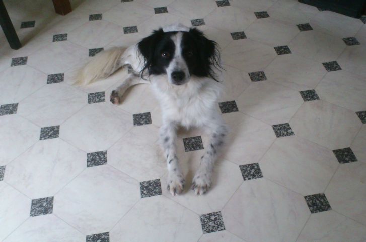 Toby