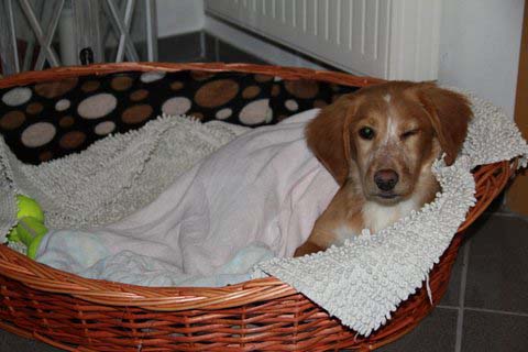 Suki