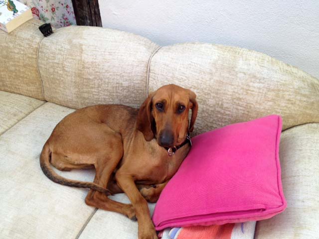 Perla