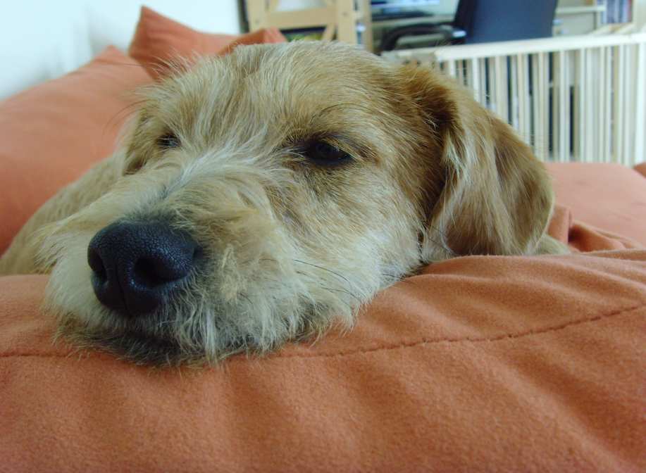 Miele