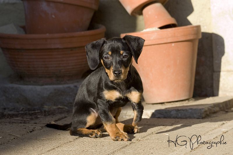 Ginevra